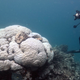 A Porites coral colony on the Great Barrier Reef .